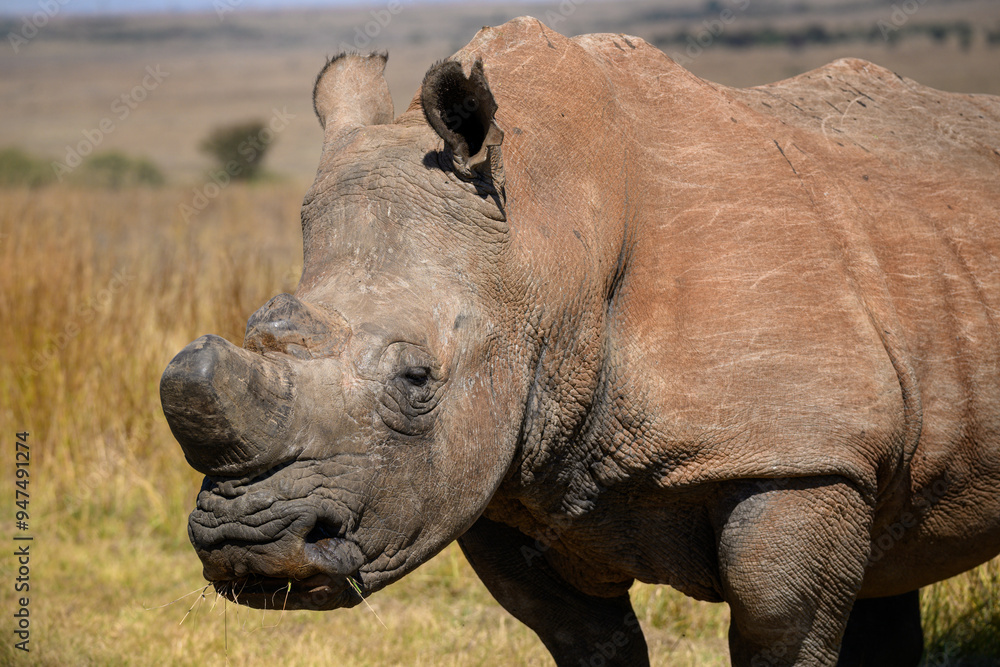 Fototapeta premium Closeup of an adult male white rhino, Rietvlei Nature Reserve, South Africa