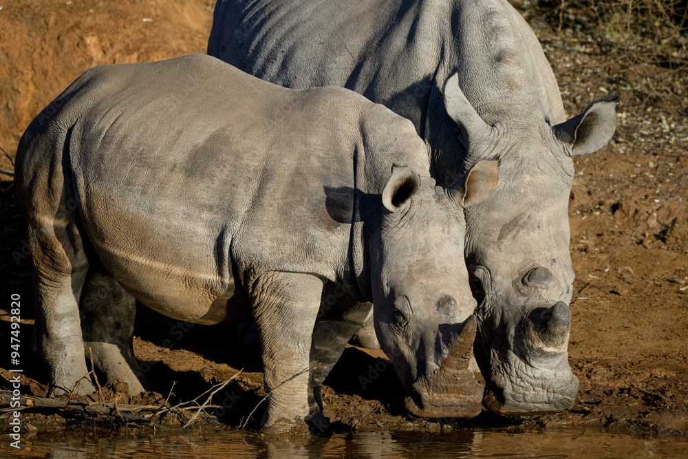 Obraz premium Two white rhinos standing side by side at a waterhole in Pilanesberg national Park, South Africa