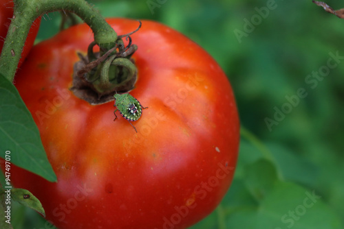 Green shield bug on red ripe tomato in the vegetable garden. Nezara viridula insect on damaged cultivation  photo