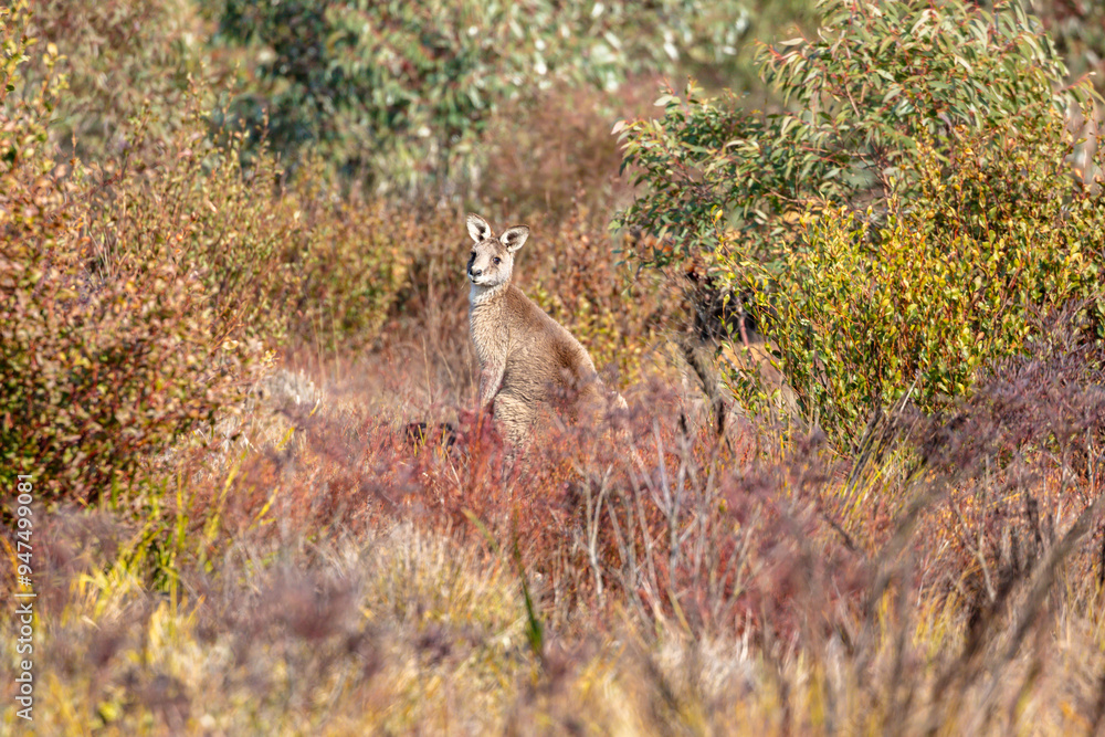 Photograph of an Australian Wallaby in bushland in the Blue Mountains in New South Wales, Australia. Photograph of an Australian Wallaby in bushland in the Blue Mountains in New South Wales, Australia.