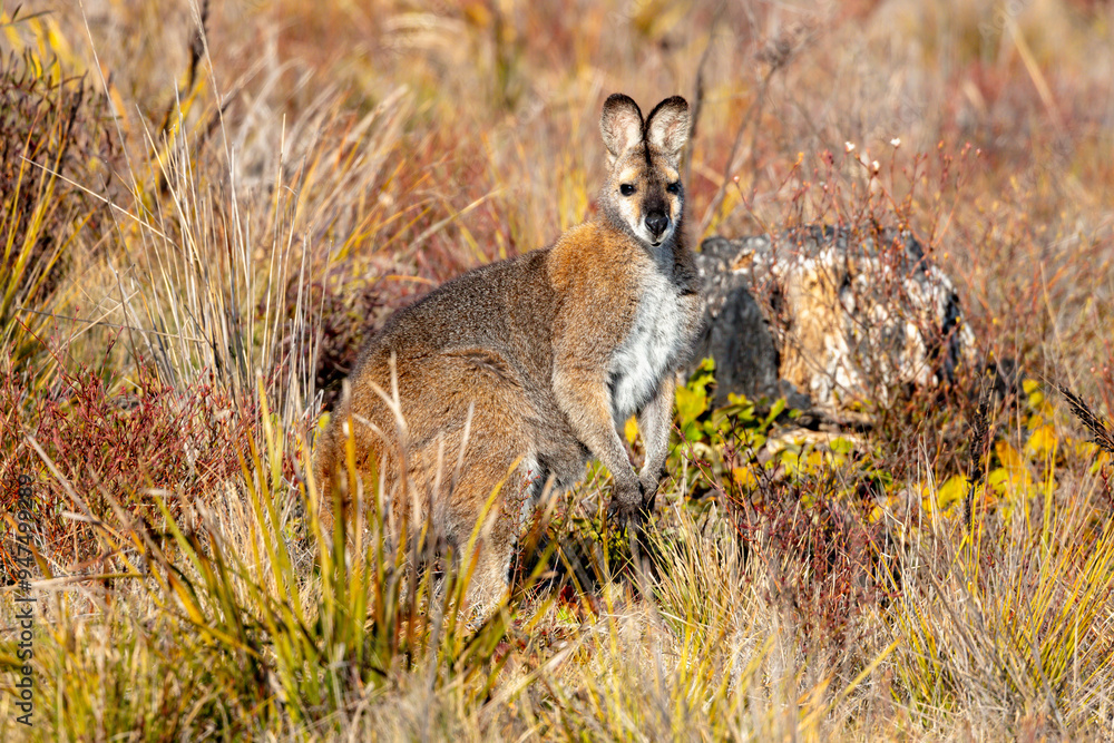 Fototapeta premium Photograph of an Australian Wallaby in bushland in the Blue Mountains in New South Wales, Australia.