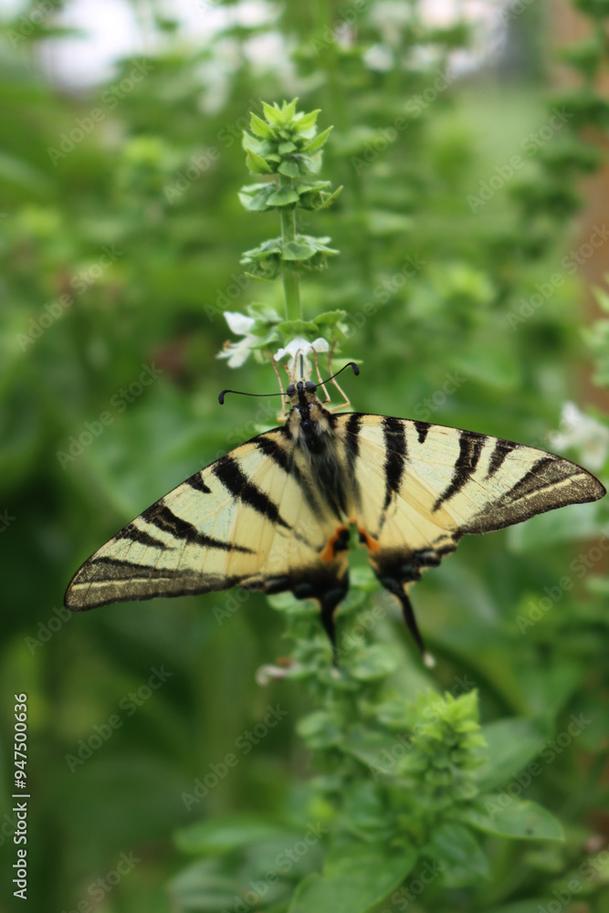 Scarce swallowtail butterfly on white Basil flowers in the vegetable garden. Iphiclides podalirius butterfly on Ocimum basilicum 