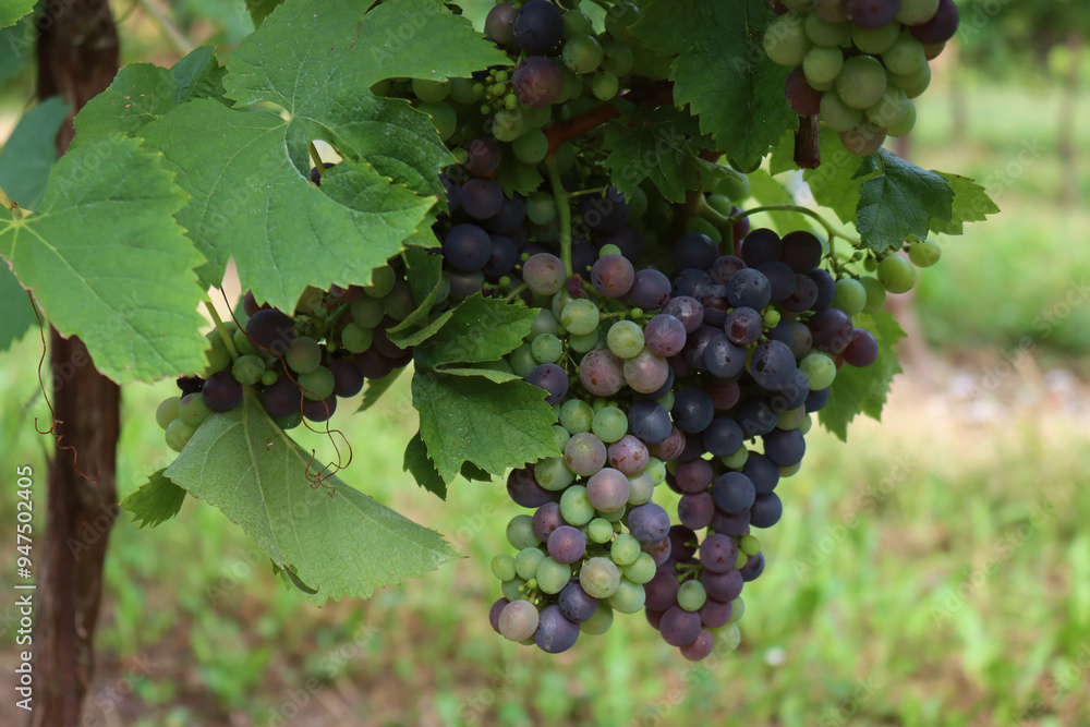 Close-up of purple and green Pinot grapes on vine plants in the vineyard on late summer Close-up of purple and green Pinot grapes on vine plants in the vineyard on late summer