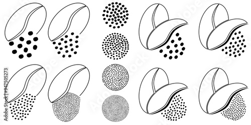 Cartoon roasted coffee beans pictogram. Coffee bean grind, size chart grains. For mug or cup. For coffee percolator. Coarse, medium or fine progress bar, loading. Manual coffee grinder.