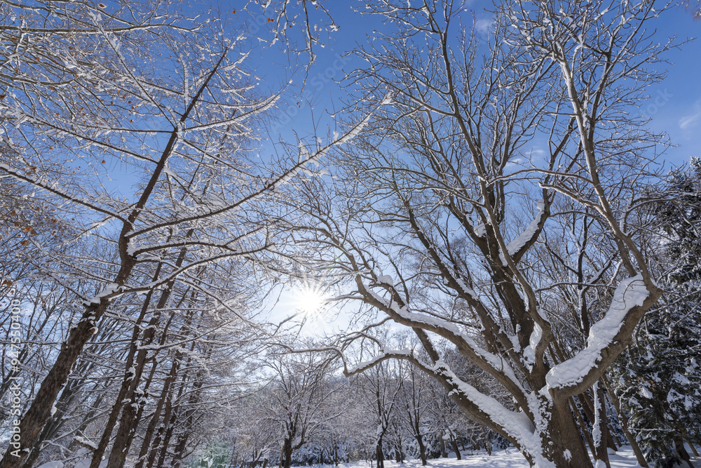 北海道の雪景色