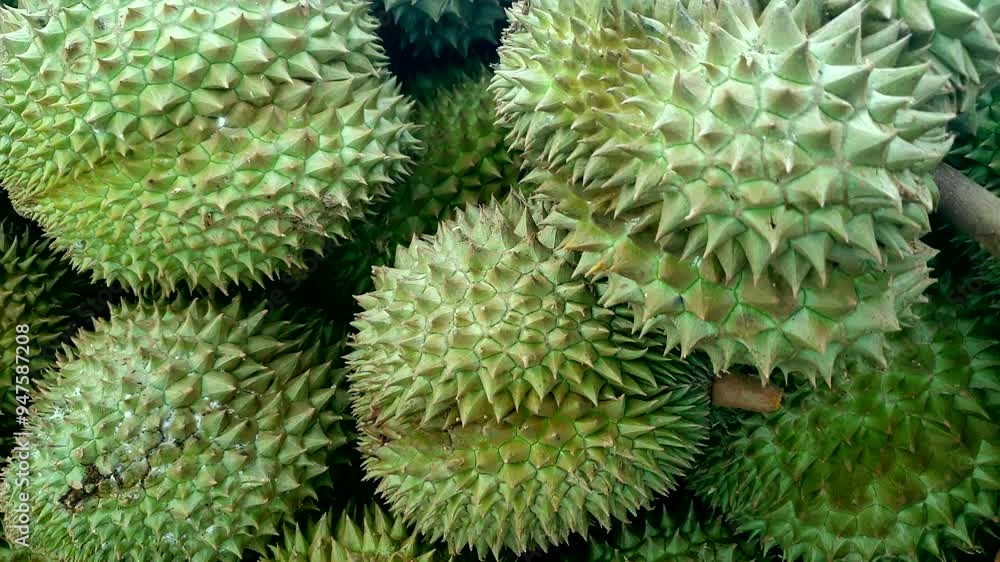 Durian pile selling exotic tropical fruit spike smelly fruit Durian pile selling exotic tropical fruit spike smelly fruit