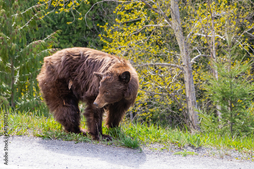 Wet brown-colored black bear keeping an eye at people