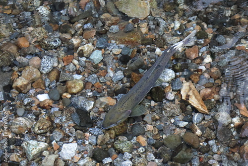 Salmon on a stream with a rocky background