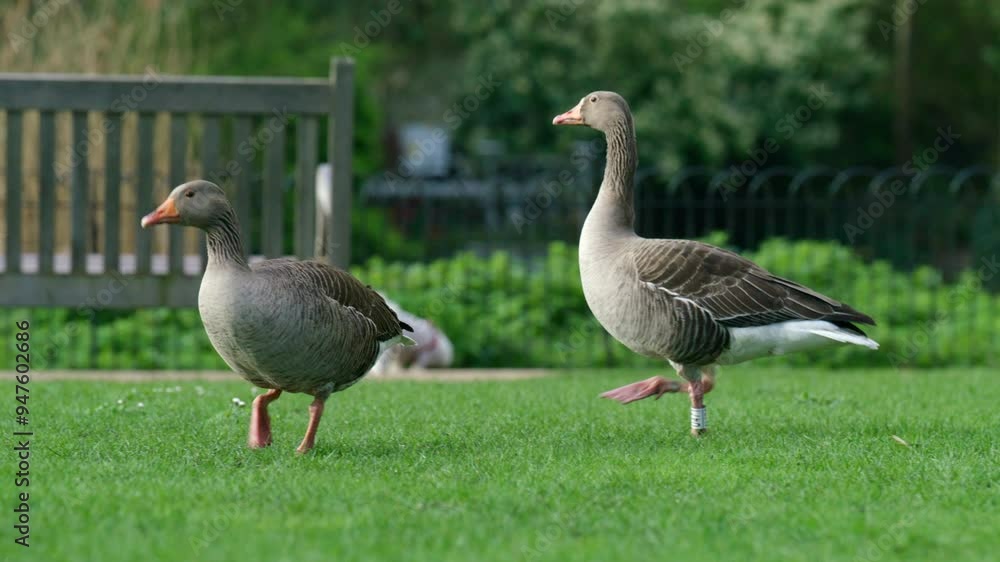 In this serene park scene, two geese gracefully roam on the lush green grass, while the background presents a softly blurred view of the bustling urban life of London, creating a unique contrast In this serene park scene, two geese gracefully roam on the lush green grass, while the background presents a softly blurred view of the bustling urban life of London, creating a unique contrast