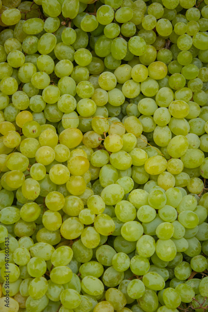 Fresh Green Juicy Healthy Sweet Grapes Organic Fruit Fresh Green Juicy Healthy Sweet Grapes Organic Fruit