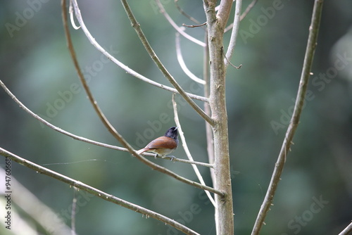 The Rwenzori hill babbler (Sylvia atriceps) is a species of passerine bird in the family Sylviidae that is found in Africa. photo