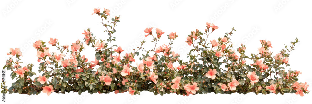 Dense Red Flowering Bush with Green Leaves Isolated on Transparent Background, Ideal for Colorful Landscape Accents and Eco-Friendly Gardens Dense Red Flowering Bush with Green Leaves Isolated on Transparent Background, Ideal for Colorful Landscape Accents and Eco-Friendly Gardens