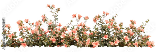 Wallpaper Mural Dense Red Flowering Bush with Green Leaves Isolated on Transparent Background, Ideal for Colorful Landscape Accents and Eco-Friendly Gardens Torontodigital.ca