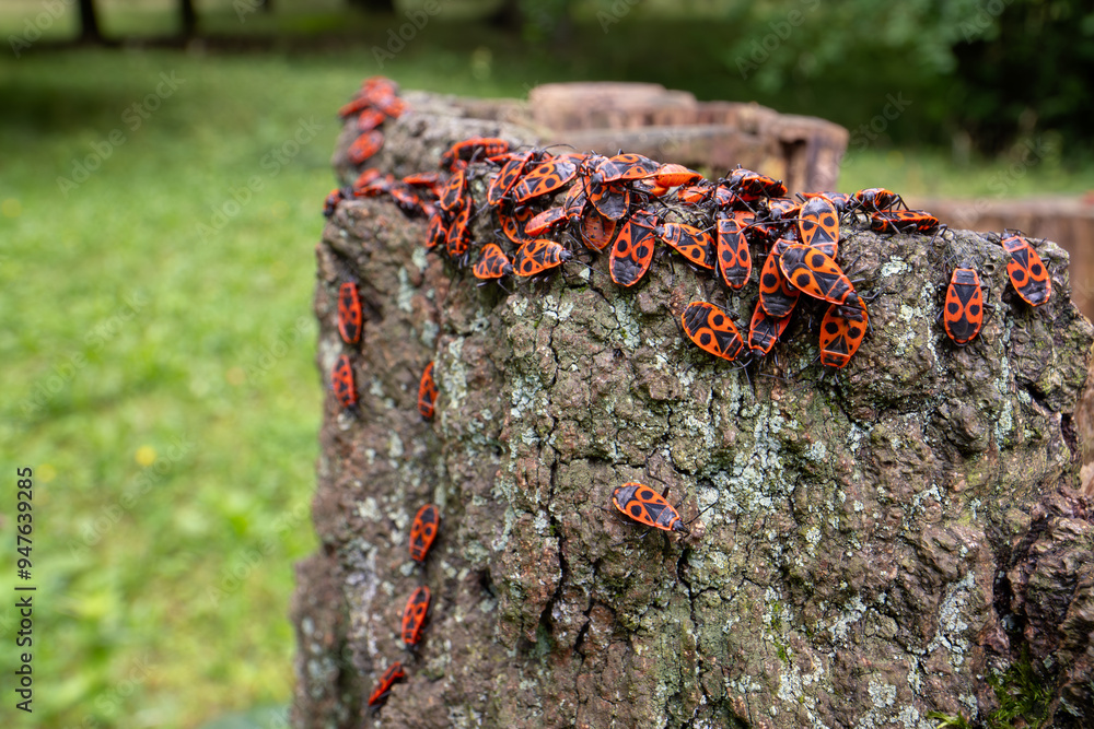 Fototapeta premium Firebug - Pyrrhocoris apterus, common red and black bug from European meadows, gardens and woodlands, Zlin, Czech Republic.