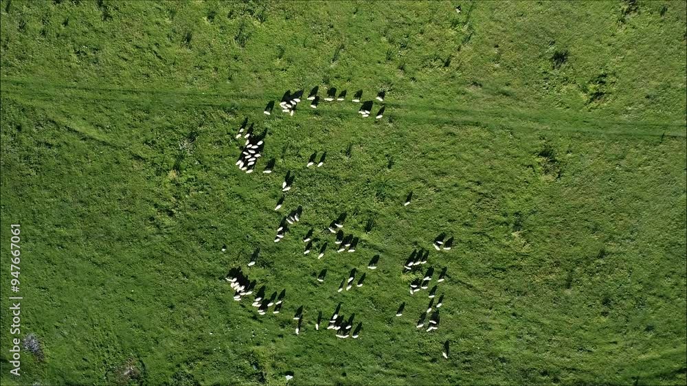 Flock of sheep on green meadow. Aerial top down Flock of sheep on green meadow. Aerial top down