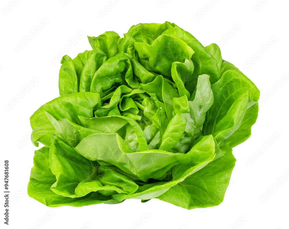 green butter lettuce Isolated on transparent background. png file green butter lettuce Isolated on transparent background. png file
