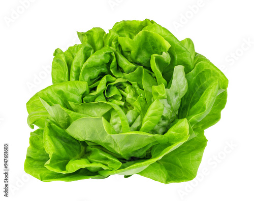 Cuadro en lienzo green butter lettuce Isolated on transparent background. png file