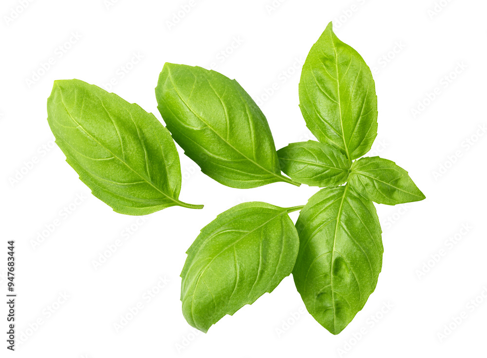 Fresh green basil leaves isolated. png file Fresh green basil leaves isolated. png file