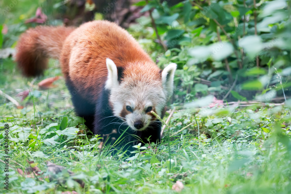 Naklejka premium Red panda in the forest