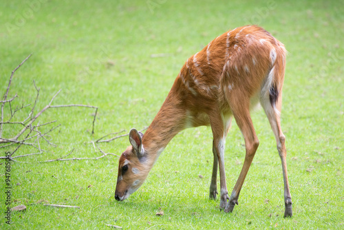 Young Sitatunga in a clearing