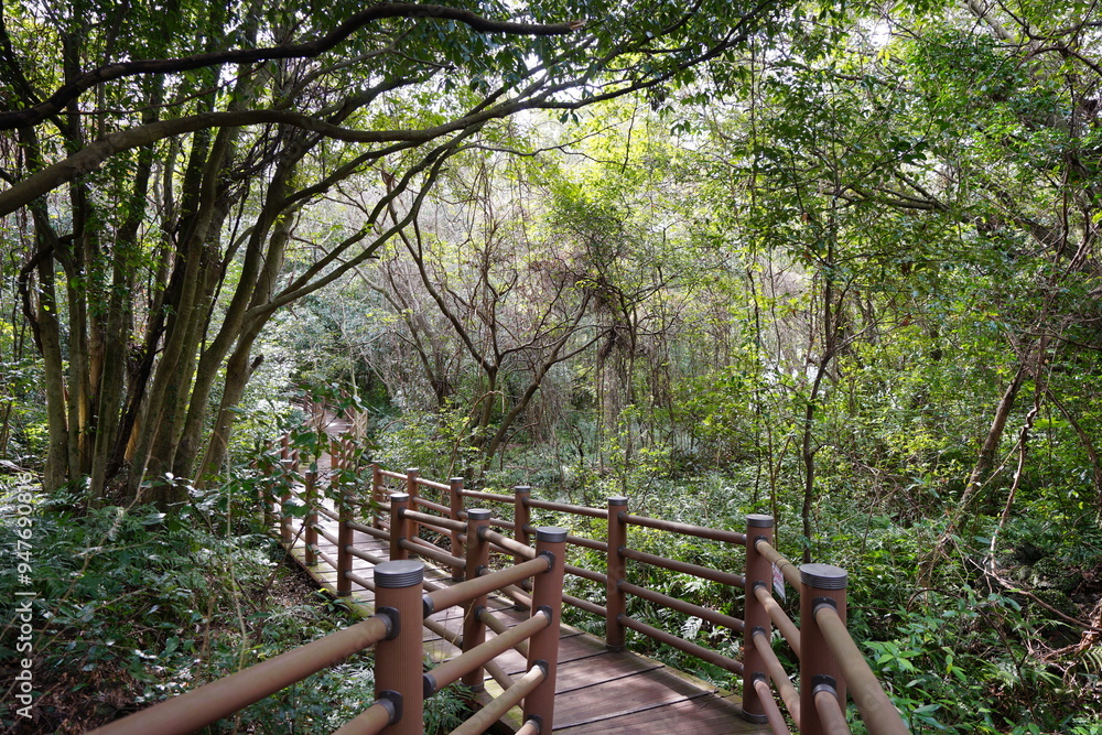 refreshing autumn forest and fine walkway refreshing autumn forest and fine walkway