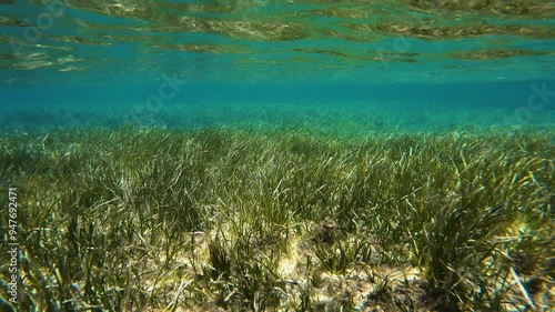 Mediterranean sea underwater scene with seagrass