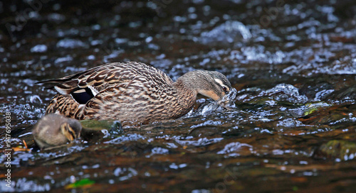 Wallpaper Mural Female mallard down on the river Torontodigital.ca