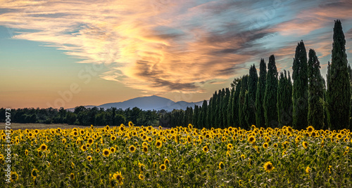 Sunflowers crops (Tuscany, Italy)