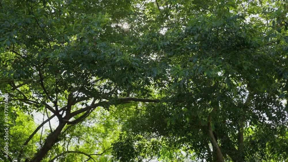 Green trees sun shines through foliage forest. Looking up sunbeams blue sky walking POV camera low angle view. Green trees sun shines through foliage forest. Looking up sunbeams blue sky walking POV camera low angle view.