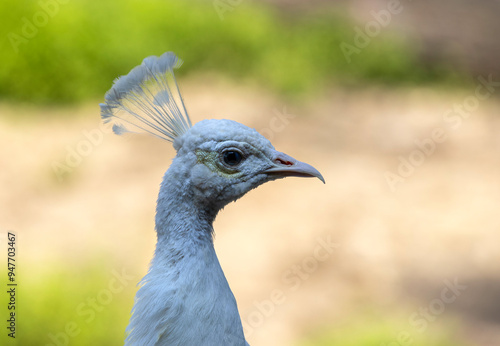 Portrait of a white peacock on a sunny day