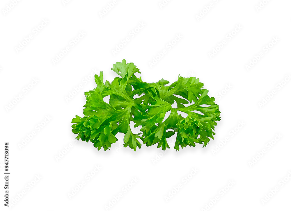 leaves parsley isolated on white background leaves parsley isolated on white background