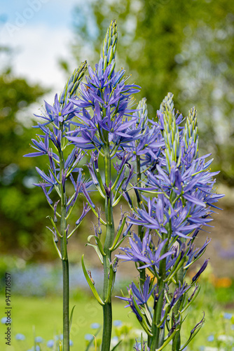 фотографія Camassia flowers in the garden