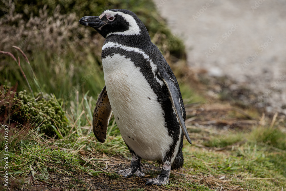 Obraz premium A Lone Magellanic Penguin (Spheniscus magellanicus). 
