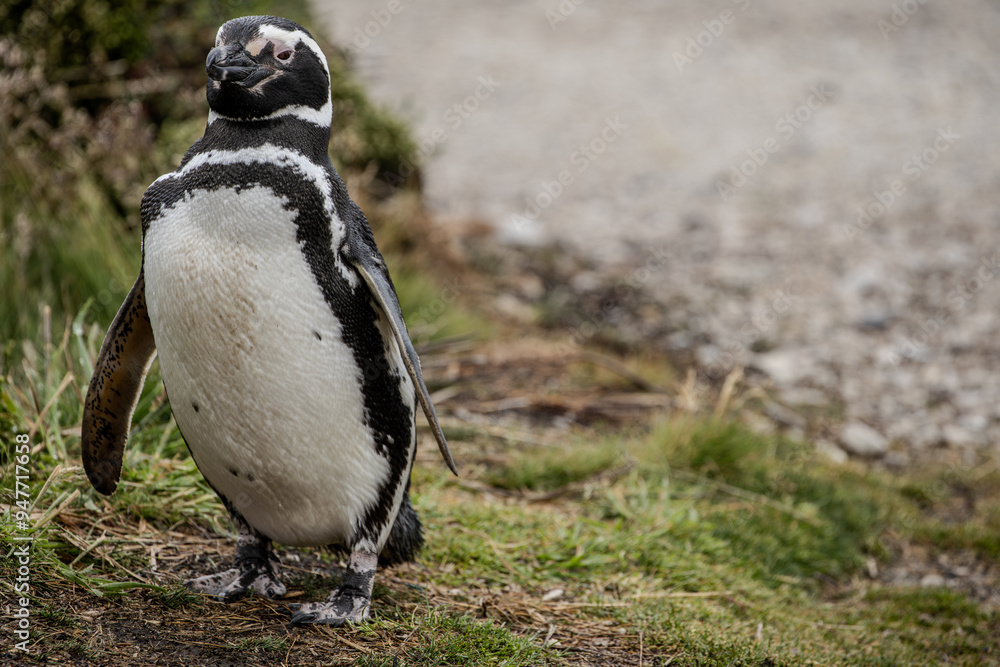Fototapeta premium A Lone Magellanic Penguin (Spheniscus magellanicus).
