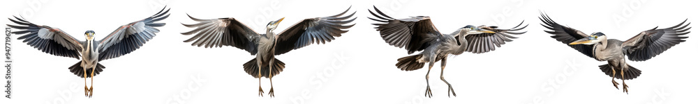 Obraz premium Flying heron bird png cut out element set