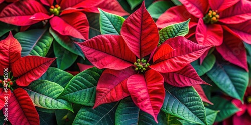 Close-up of vibrant red Poinsettia petals with green leaves, Poinsettia, close-up, red, vibrant, petals, green