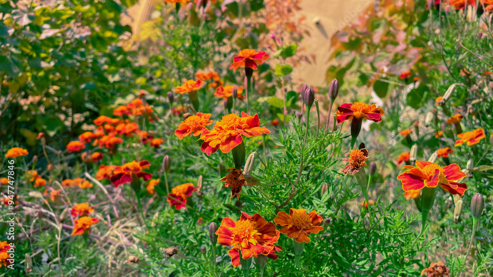 Fototapeta premium Orange Flower