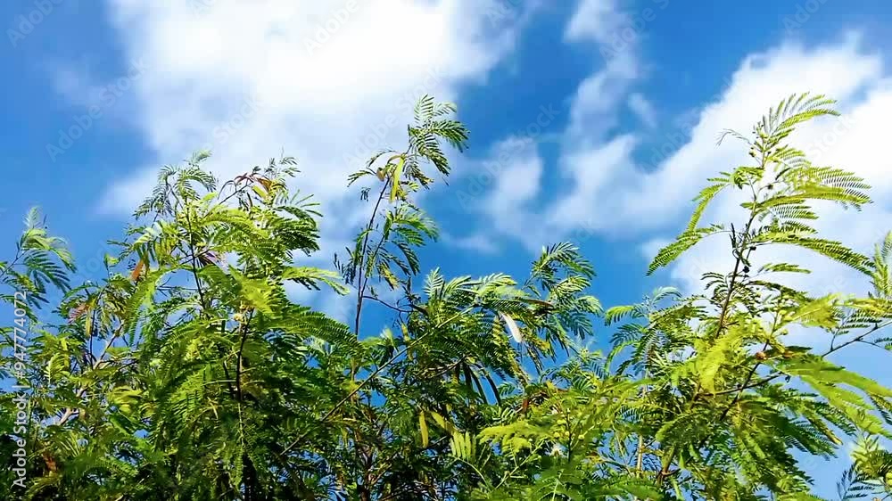 The branches of the petai cina tree were blown by the strong wind and the clouds were floating in the blue sky. The branches of the petai cina tree were blown by the strong wind and the clouds were floating in the blue sky.