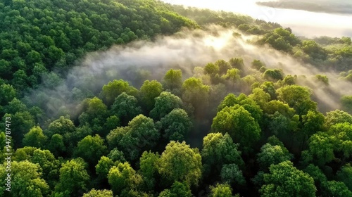 Aerial capture of a forest in early morning mist