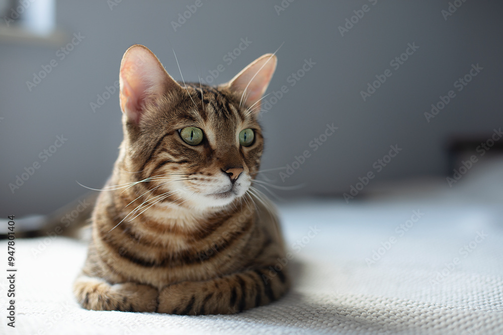 Obraz premium Bengal red tabby cat lies on a white knitted blanket in a bright room, pet portrait, shorthair cat, leopard-colored cat 