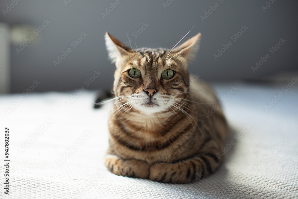 Obraz premium funny thoughtful bengal tabby cat lies on a white knitted blanket in a bright room, pet portrait, shorthair cat, leopard-colored cat 