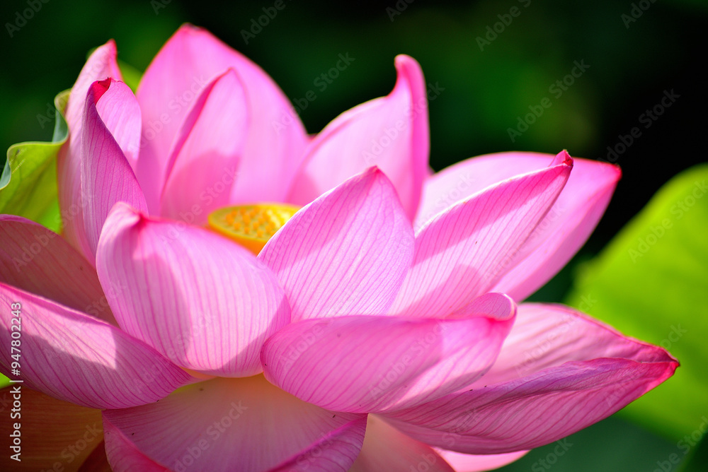 初夏に咲く蓮の花 初夏に咲く蓮の花