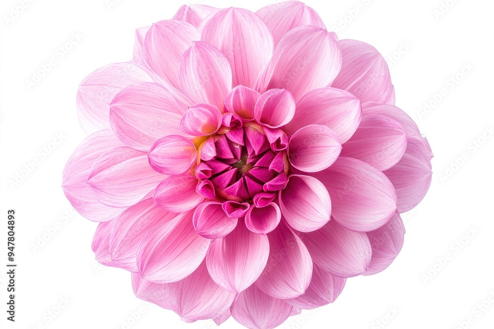 Blooming pink flower of a dahlia isolated on white background, close-up in studio with generative ai Blooming pink flower of a dahlia isolated on white background, close-up in studio with generative ai