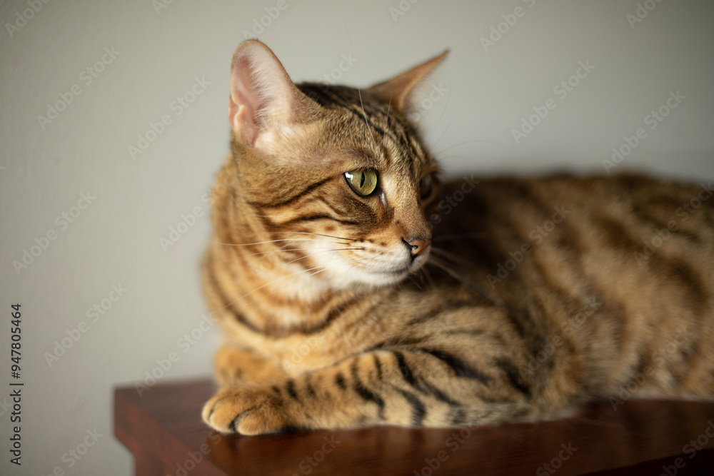 lying bengal tabby cat, pet portrait, pet care, pet hygiene, pet life, cute cat with big eyes
lying bengal tabby cat, pet portrait, pet care, pet hygiene, pet life, cute cat with big eyes