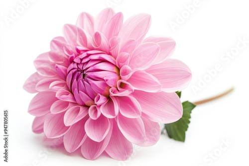 Blooming pink flower of a dahlia isolated on white background, close-up in studio with generative ai