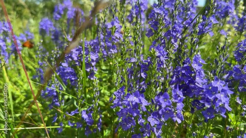 A tranquil landscape of a lush green field with Veronica broadleaf flowers, providing a splash of color to the natural setting photo