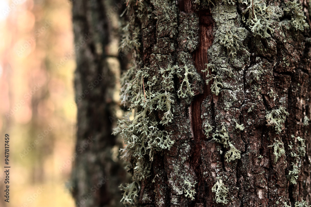 Oak moss (Evernia prunastri). Oak trunk covered with lichen. Cracked oak bark close-up and lichen. Drying of the tree. Damaged bark on the tree trunk, details. Moss Oak moss (Evernia prunastri). Oak trunk covered with lichen. Cracked oak bark close-up and lichen. Drying of the tree. Damaged bark on the tree trunk, details. Moss