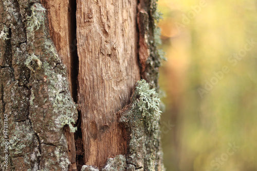 Oak moss (Evernia prunastri). Oak trunk covered with lichen. Cracked oak bark close-up and lichen. Drying of the tree. Damaged bark on the tree trunk, details. Moss photo