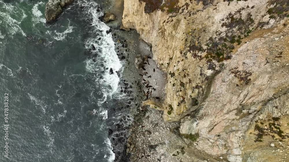 Aerial view of seals on a rocky shore with cliffs and the ocean, Point Reyes National Seashore, California, United States. Aerial view of seals on a rocky shore with cliffs and the ocean, Point Reyes National Seashore, California, United States.