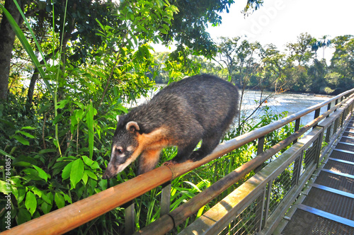 A coati walking along a railing in Iguazu National Park. photo